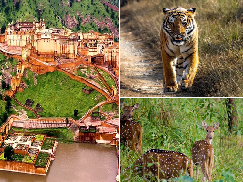 Rajasthan Luxury Wildlife Tour